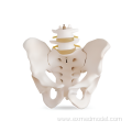 Skeletal Pelvis with Two Lumbars